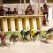 WA restricts greyhound breeding to registered persons only