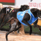 Fast Times sure to improve heading into Brisbane Cup