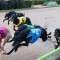 Sisters ready to cause a riot in Group 2 Laurels at Sandown Park