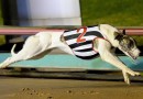 Triple shot for Roberts in Group 1 Spion Rose final
