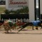 Fifteen Two primed for a crack at another Hobart Thousand