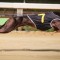 Zinfandel Zara a South Australian star on the rise