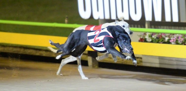 Up Hill Jill back in action at Horsham this Tuesday