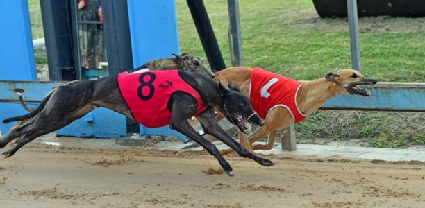 More group glory awaits Zipping Katelyn and Riley Tokaam