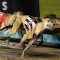 Williams hopeful ‘Harry’s Hero’ can deliver Sale Cup success
