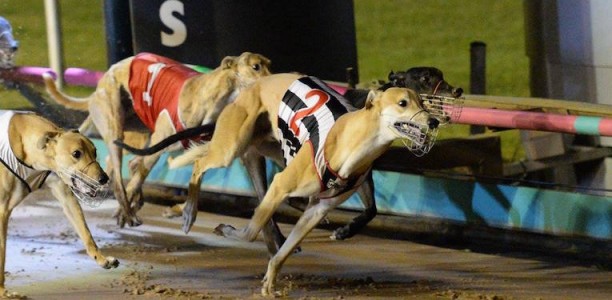 Williams hopeful ‘Harry’s Hero’ can deliver Sale Cup success
