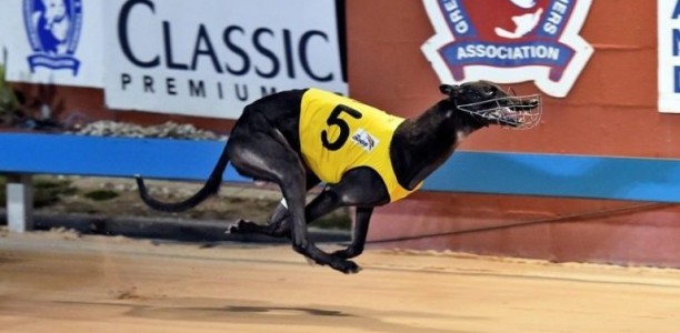 Chief Commissioner set to overhaul NSW greyhound industry