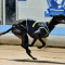 Cosmic Bonus to start favourite in 2017 Gosford Cup