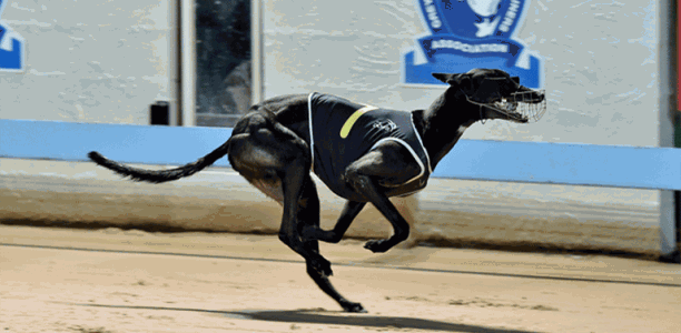 Cosmic Bonus to start favourite in 2017 Gosford Cup