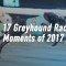 Top 17 greyhound racing moments of 2017