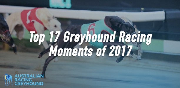 Top 17 greyhound racing moments of 2017