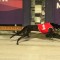 Wilson and Miss Bamsy seeking first group win in Birthday Cup