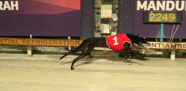 Wilson and Miss Bamsy seeking first group win in Birthday Cup