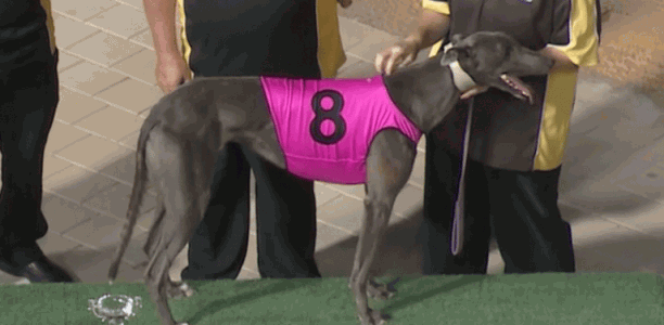 Local campaign pays off for Hobby and Neil Monelli