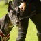 Cranbourne Cup the potential target for Aston Dee Bee