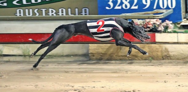 TopBetta offer massive odds for Slick to win the Paws of Thunder