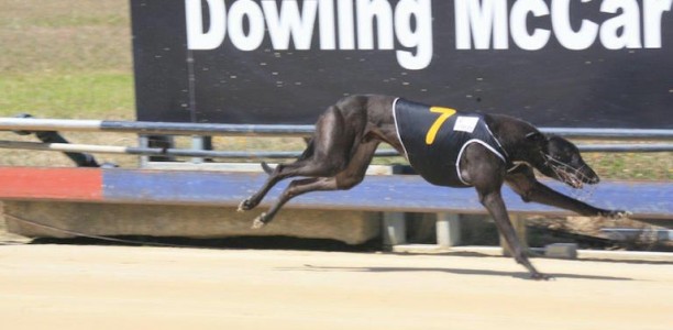 Launceston Cup on the radar for Medhurst’s High Treason