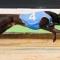 Raw Ability wins 2018 Group 1 Paws of Thunder