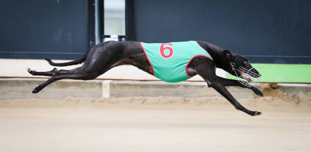 Mackellar excited about boom pup Victa Louise after slick wins
