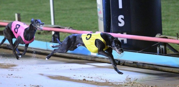 Tuggeragh out to score an upset in Friday’s Group 2 Traralgon Cup