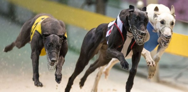 Up Hill Jill’s baby brother to tackle National Derby series