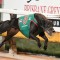 Jalapeno hits hot form in 2018 Group 3 Queensland Cup