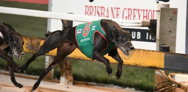 Jalapeno hits hot form in 2018 Group 3 Queensland Cup