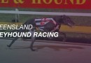 QRIC test 80 greyhounds; search cars at Albion Park operation