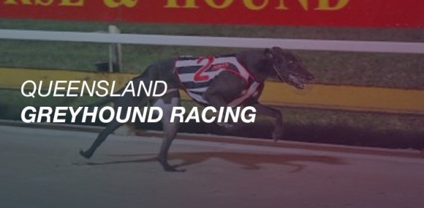 QRIC test 80 greyhounds; search cars at Albion Park operation