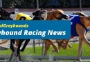 ‘Rescue’ group turns down potential adopter for supporting racing