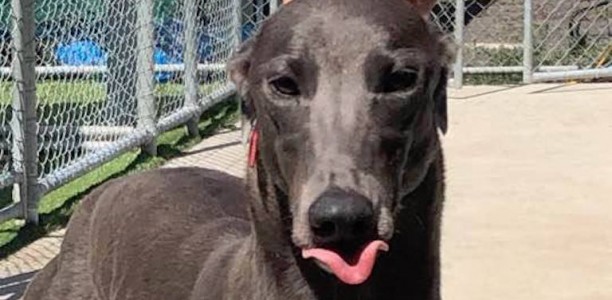 Blue Sky Riot breathtaking in 2018 Group 1 National Futurity