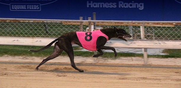 Full Speed set to hit full throttle in Christchurch Futurity