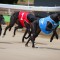 Victa Louise the one to beat in 2018 SA St Leger final