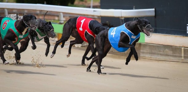 Victa Louise the one to beat in 2018 SA St Leger final