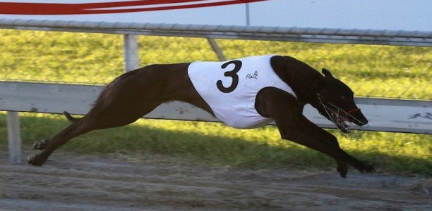 Opawa Rooster does it all the way in Group 2 Canty Futurity