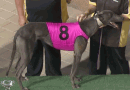 Neil Monelli salutes in 2018 Summer Chase
