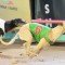 Cranbourne King Mossimo Bale headed for the Australian Cup