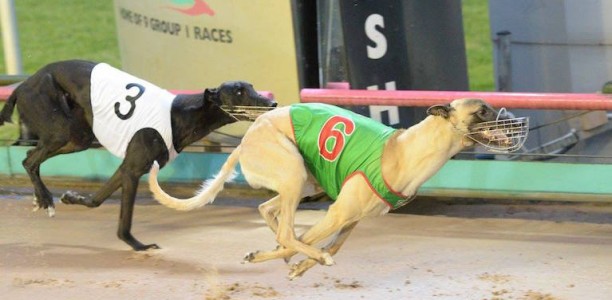 Cranbourne King Mossimo Bale headed for the Australian Cup