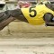 Tzouvelis duo light up Vince Curry Memorial heats at Ipswich