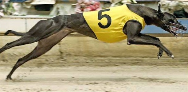 Tzouvelis duo light up Vince Curry Memorial heats at Ipswich