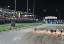 NSW racing gone to the dogs; Swain labels industry embarrassing