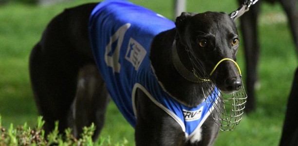 Champion racer Fanta Bale wins 2018 Group 1 Zoom Top
