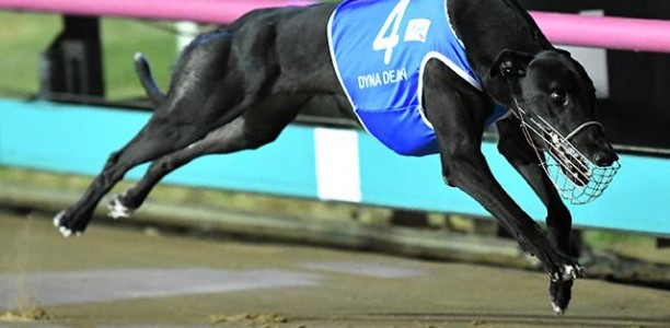 Delbridge no longer a Group 1 ‘Rookie’