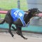 Dyna Dean dominates Group 1 Rookie Rebel from start to finish