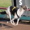 Britton’s trio of Super Stayers ready to rule at The Meadows