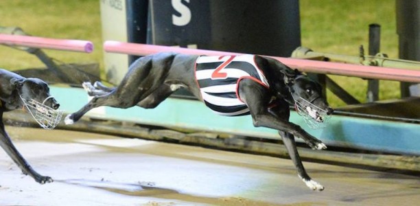 Fahey chasing back to back Auckland Cup titles