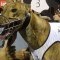 Trio of littermates to contest seperate group race finals next weekend