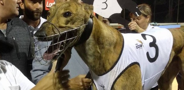 Trio of littermates to contest seperate group race finals next weekend