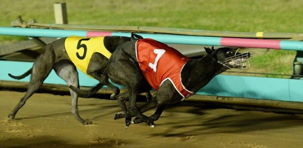 Fanta Bale smashes more records by winning Group 1 Super Stayers