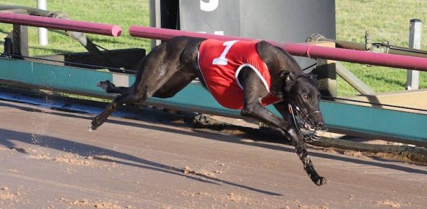Hecton Bale smashes rivals to take out 2018 Group 1 Australian Cup
